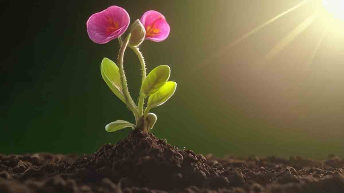 A flower grows from beneath the soil.
